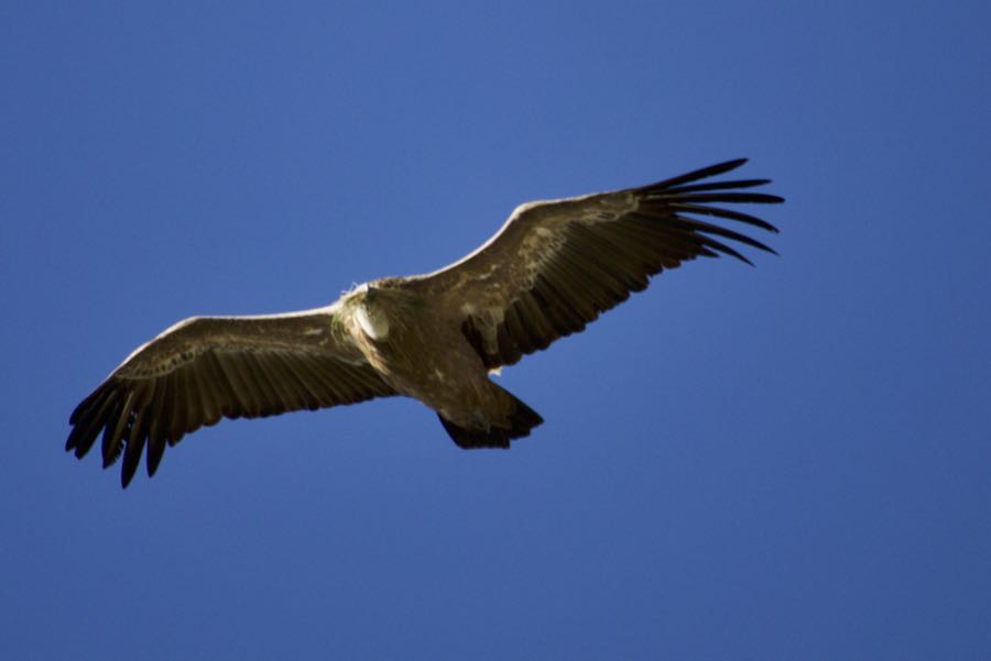 Lammergeiers/ bearded vultures