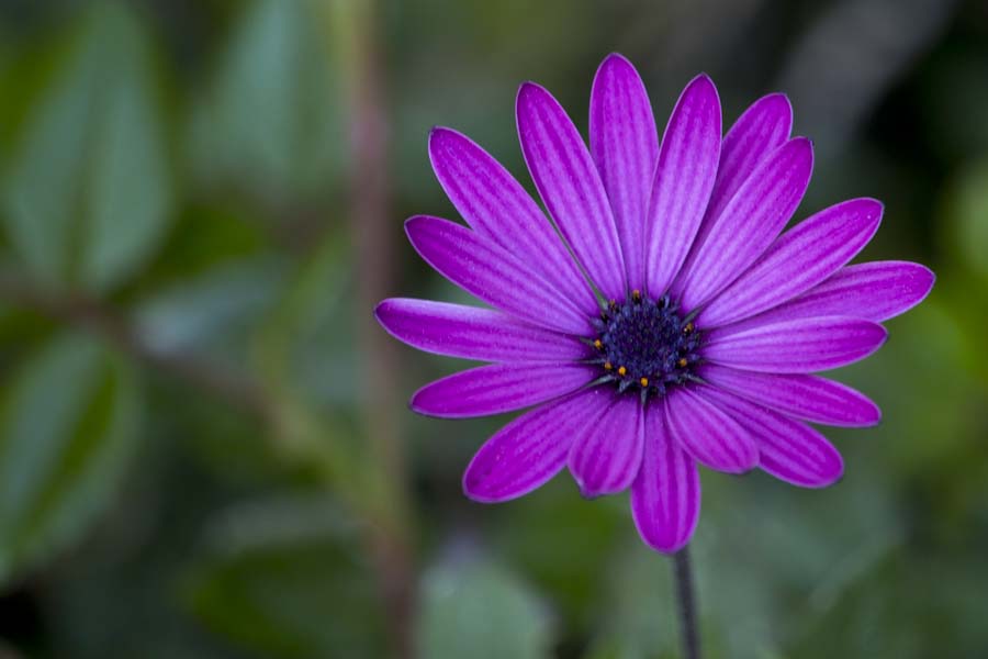 Picos flowers